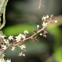 Semecarpus marginatus Thwaites
